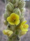 Common Mullein